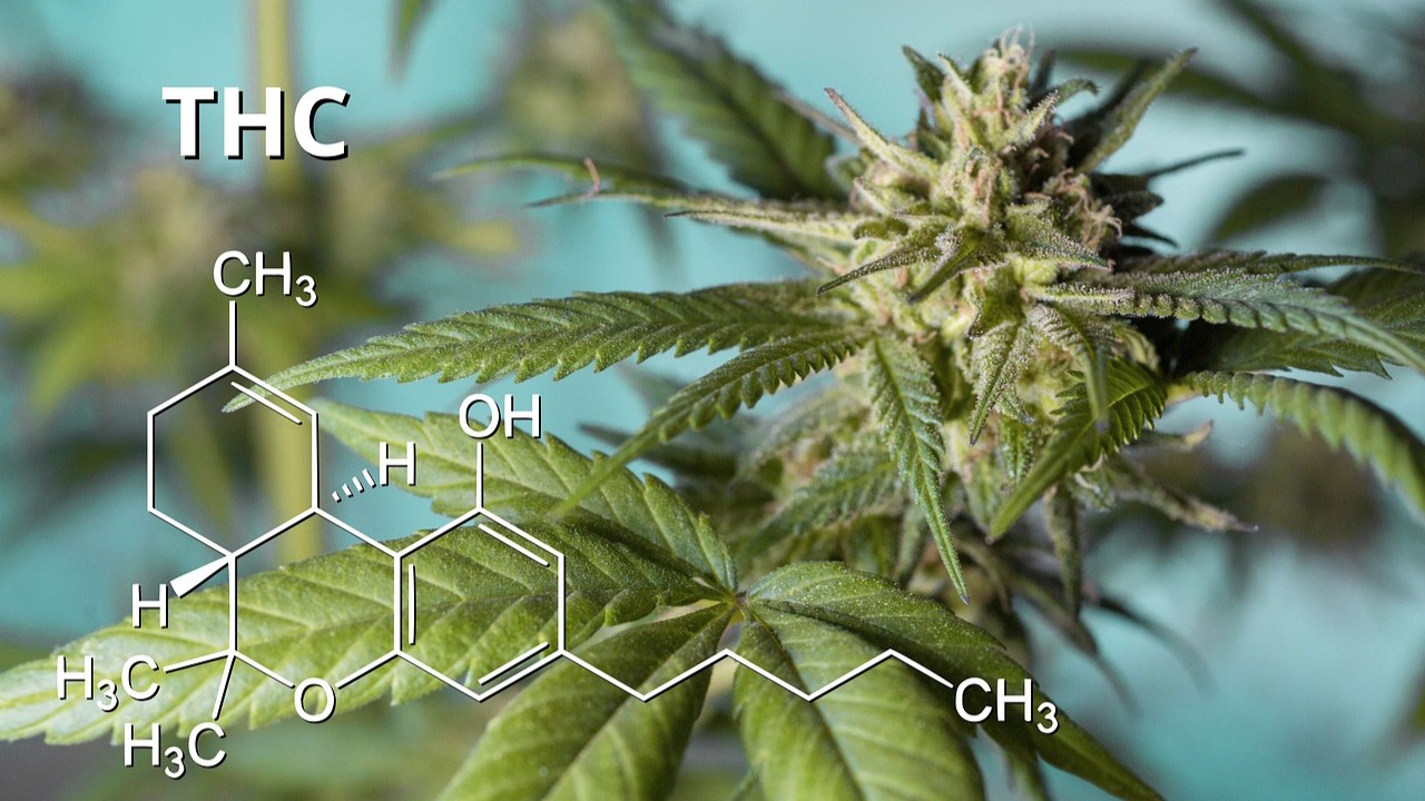 What is THC? THC is short for delta-9-tetrahydrocannabinol, a psychoactive compound found in cannabis.